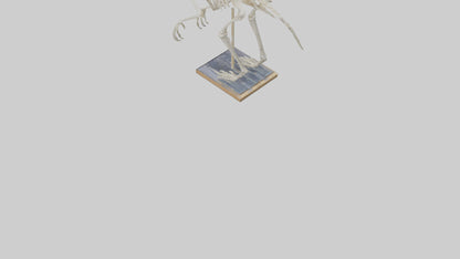 Sloth Skeleton model 3D model