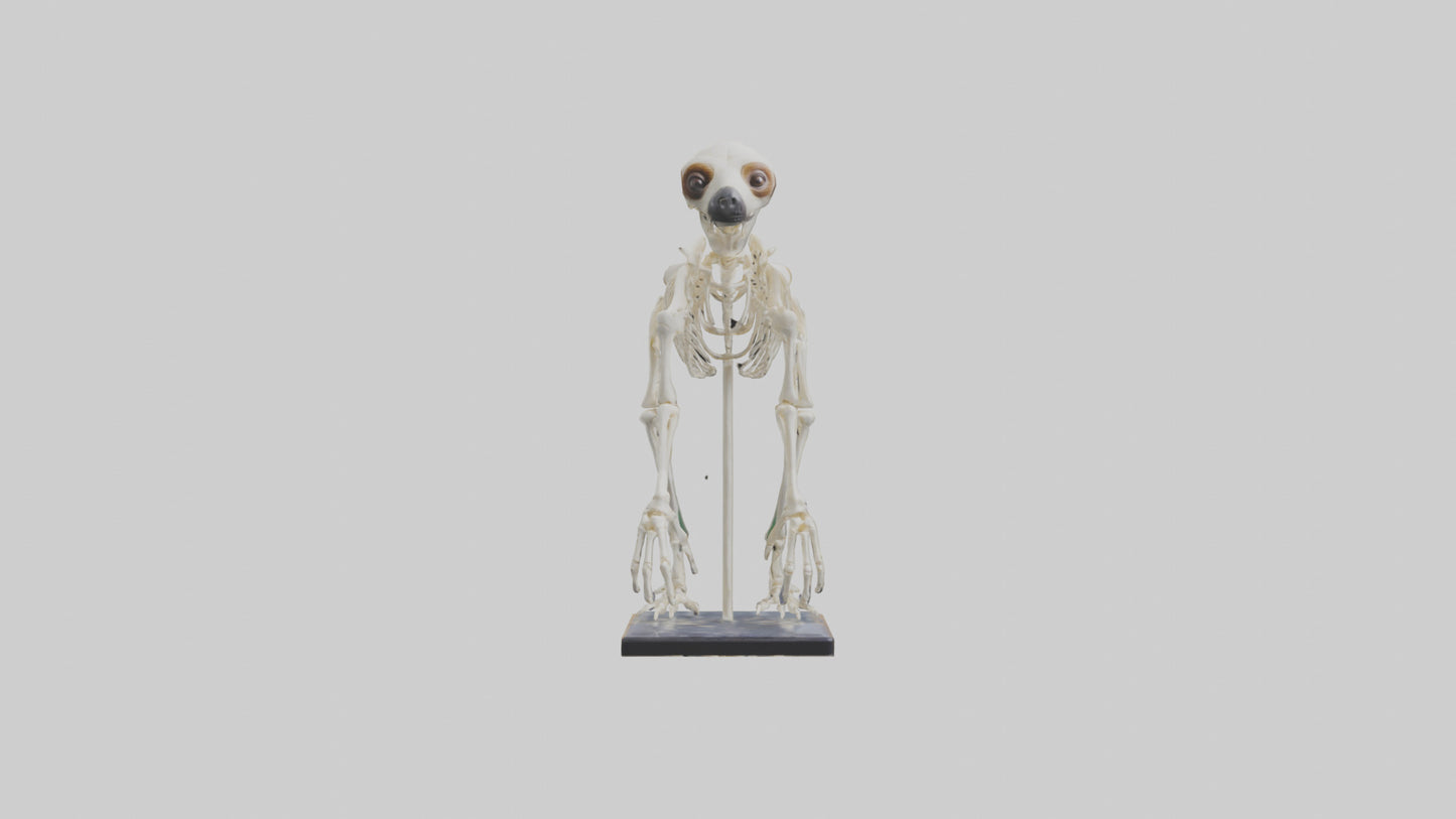 Sloth Skeleton model 3D model