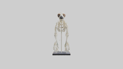 Sloth Skeleton model 3D model