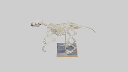 Sloth Skeleton model 3D model