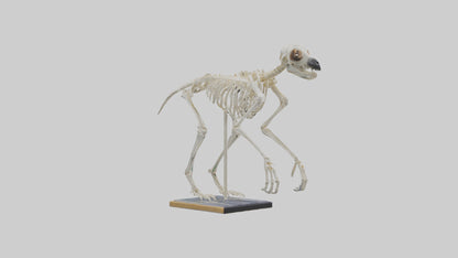 Sloth Skeleton model 3D model