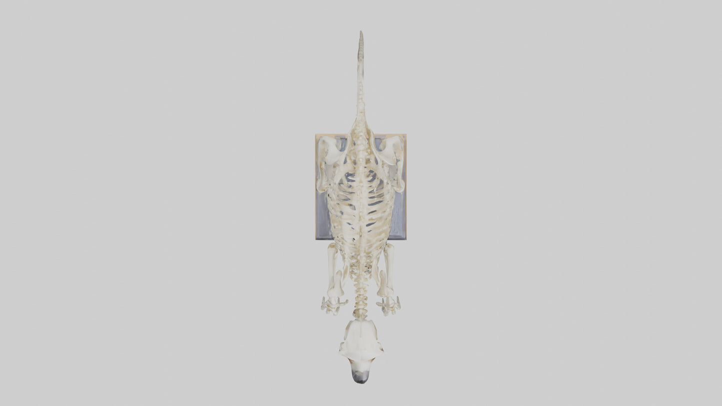 Sloth Skeleton model 3D model