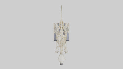 Sloth Skeleton model 3D model