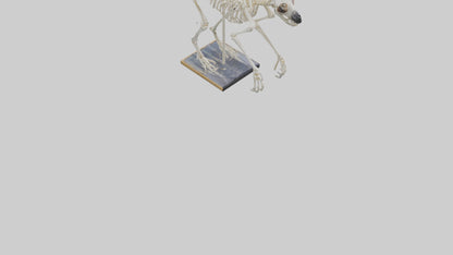 Sloth Skeleton model 3D model