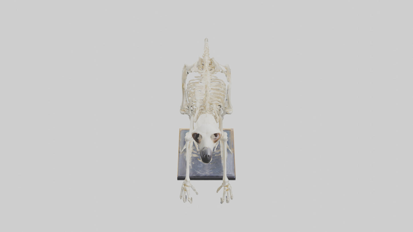 Sloth Skeleton model 3D model