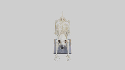 Sloth Skeleton model 3D model
