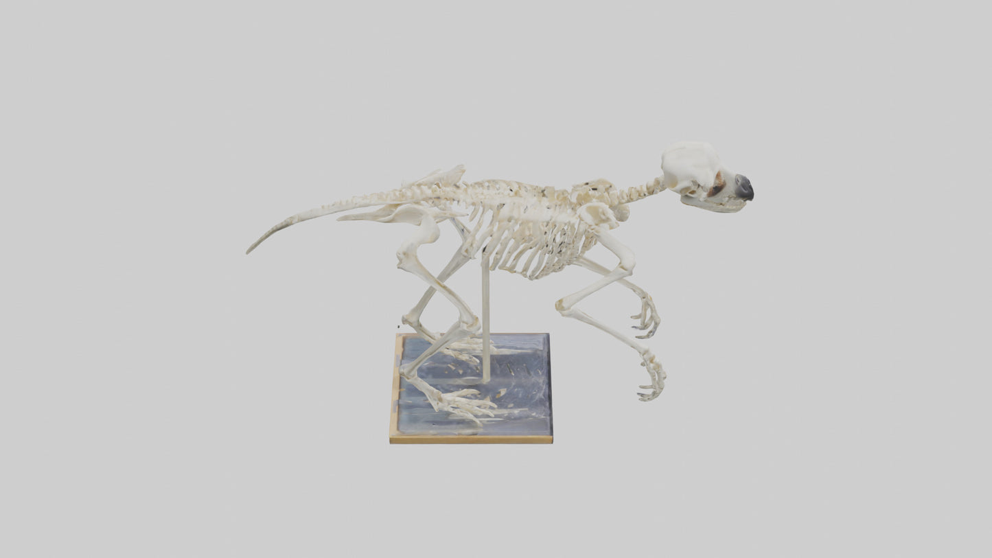 Sloth Skeleton model 3D model