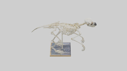Sloth Skeleton model 3D model
