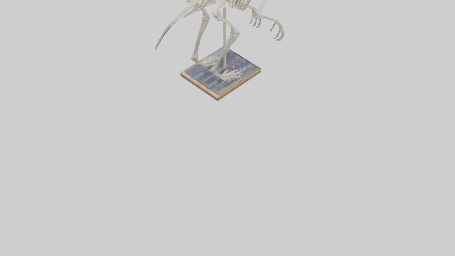 Sloth Skeleton model 3D model