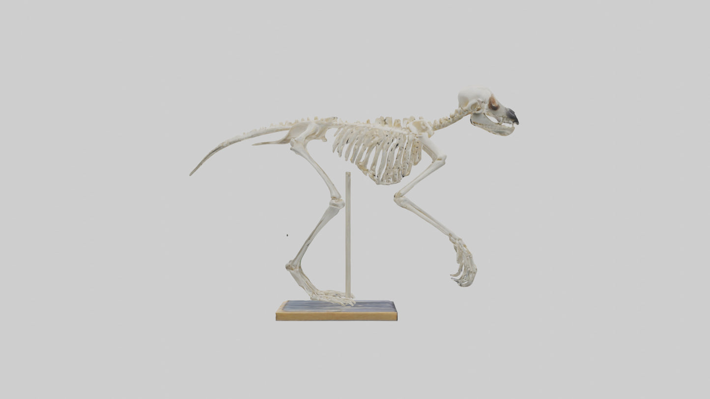 Sloth Skeleton model 3D model