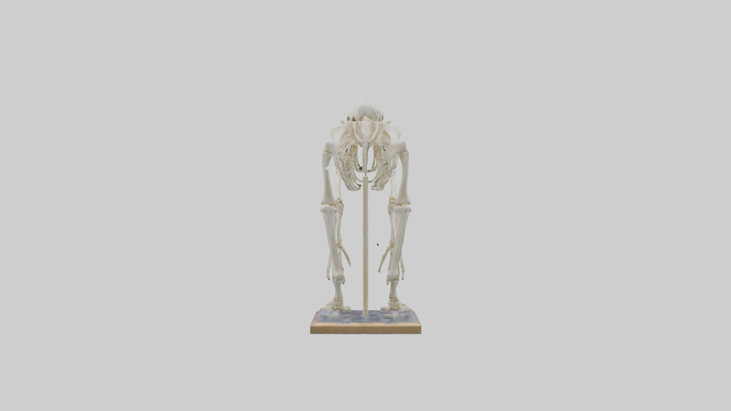 Sloth Skeleton model 3D model