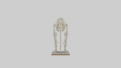 Sloth Skeleton model 3D model