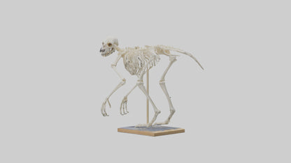 Sloth Skeleton model 3D model