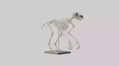 Sloth Skeleton model 3D model