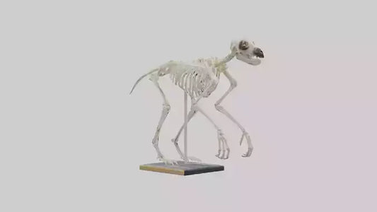 Sloth Skeleton model 3D model