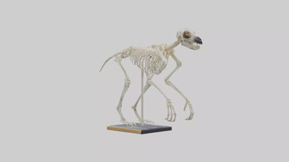 Sloth Skeleton model 3D model