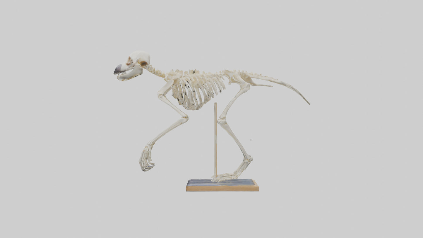 Sloth Skeleton model 3D model