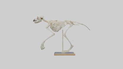 Sloth Skeleton model 3D model