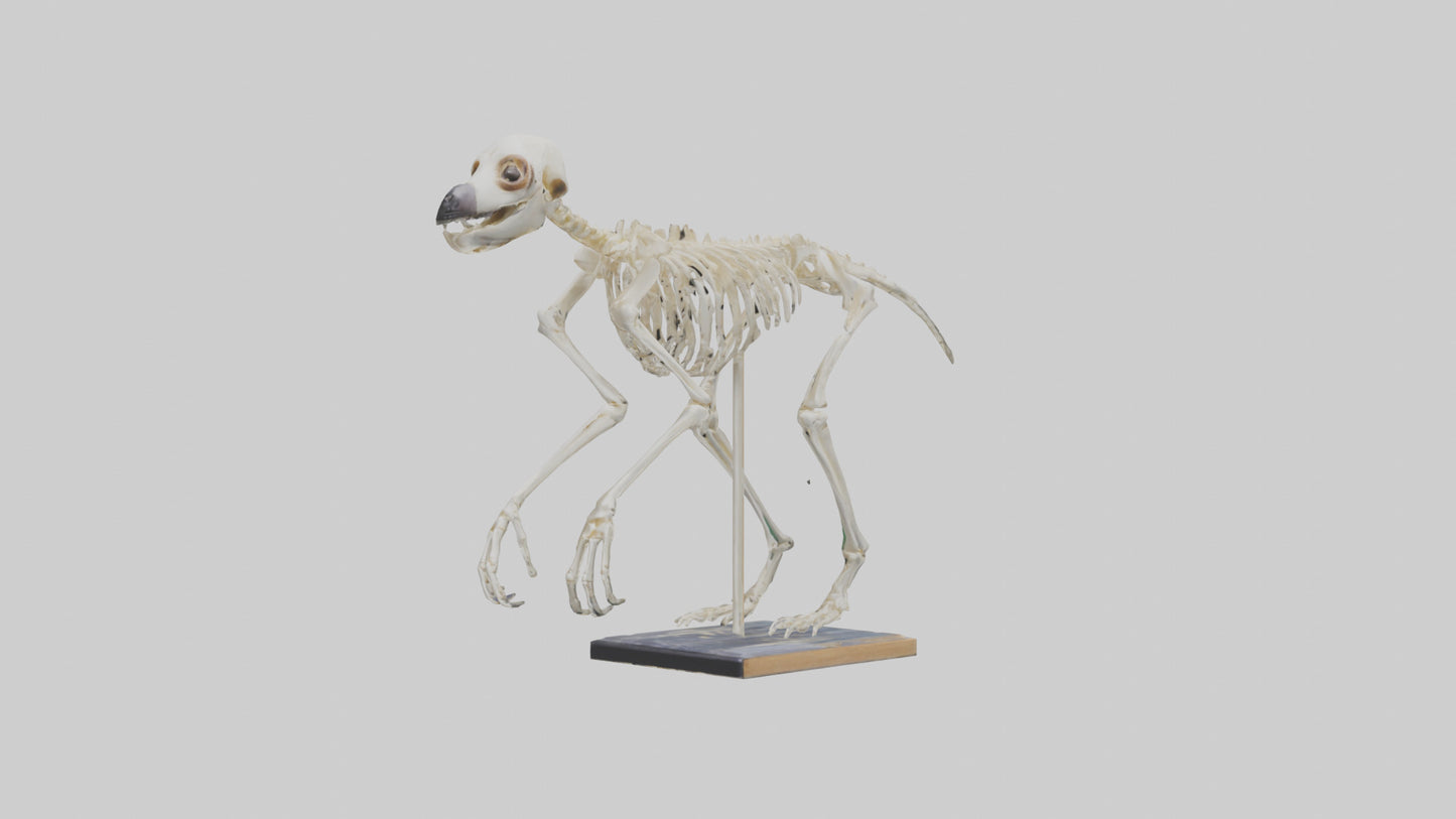 Sloth Skeleton model 3D model