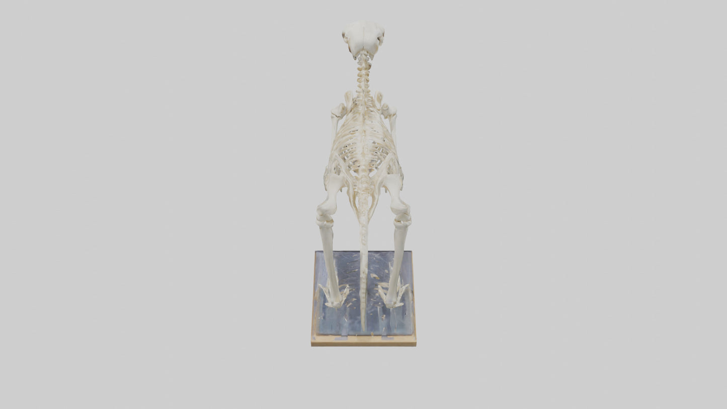 Sloth Skeleton model 3D model