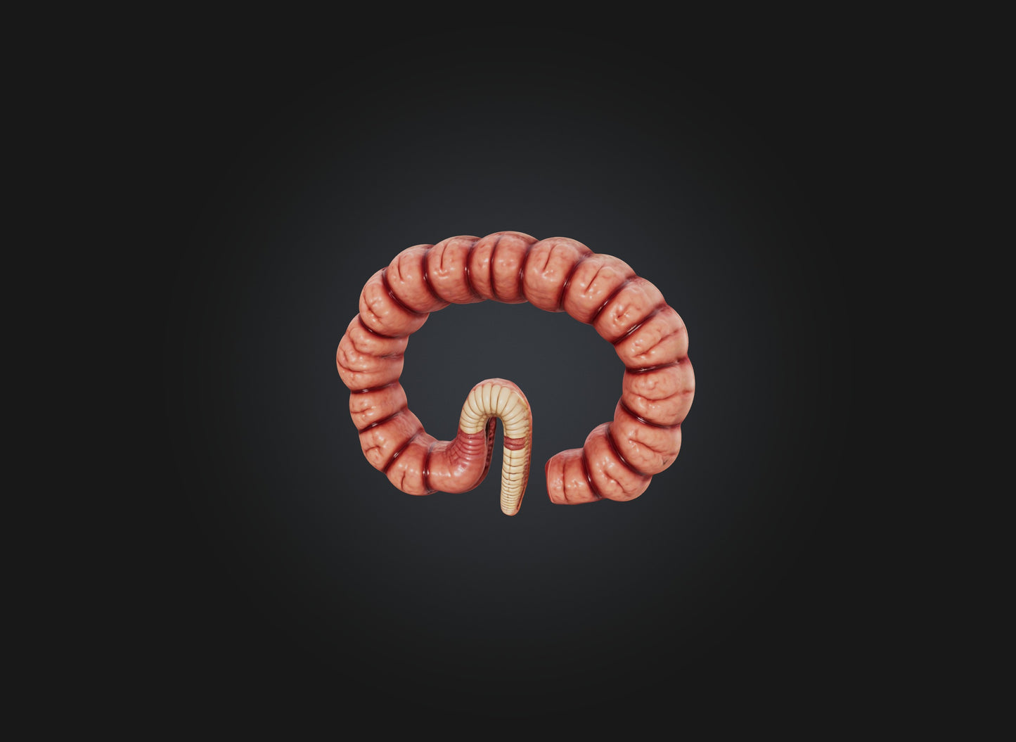 3D model small intestine VR / AR / low-poly