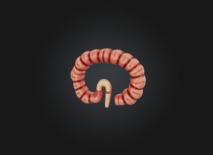 3D model small intestine VR / AR / low-poly