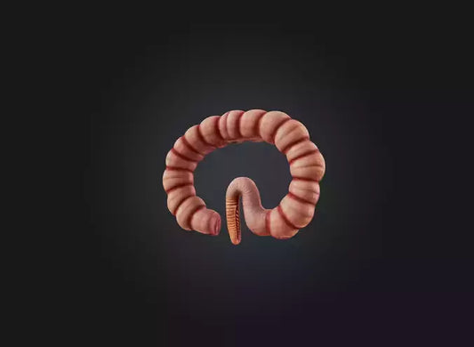 3D model small intestine VR / AR / low-poly