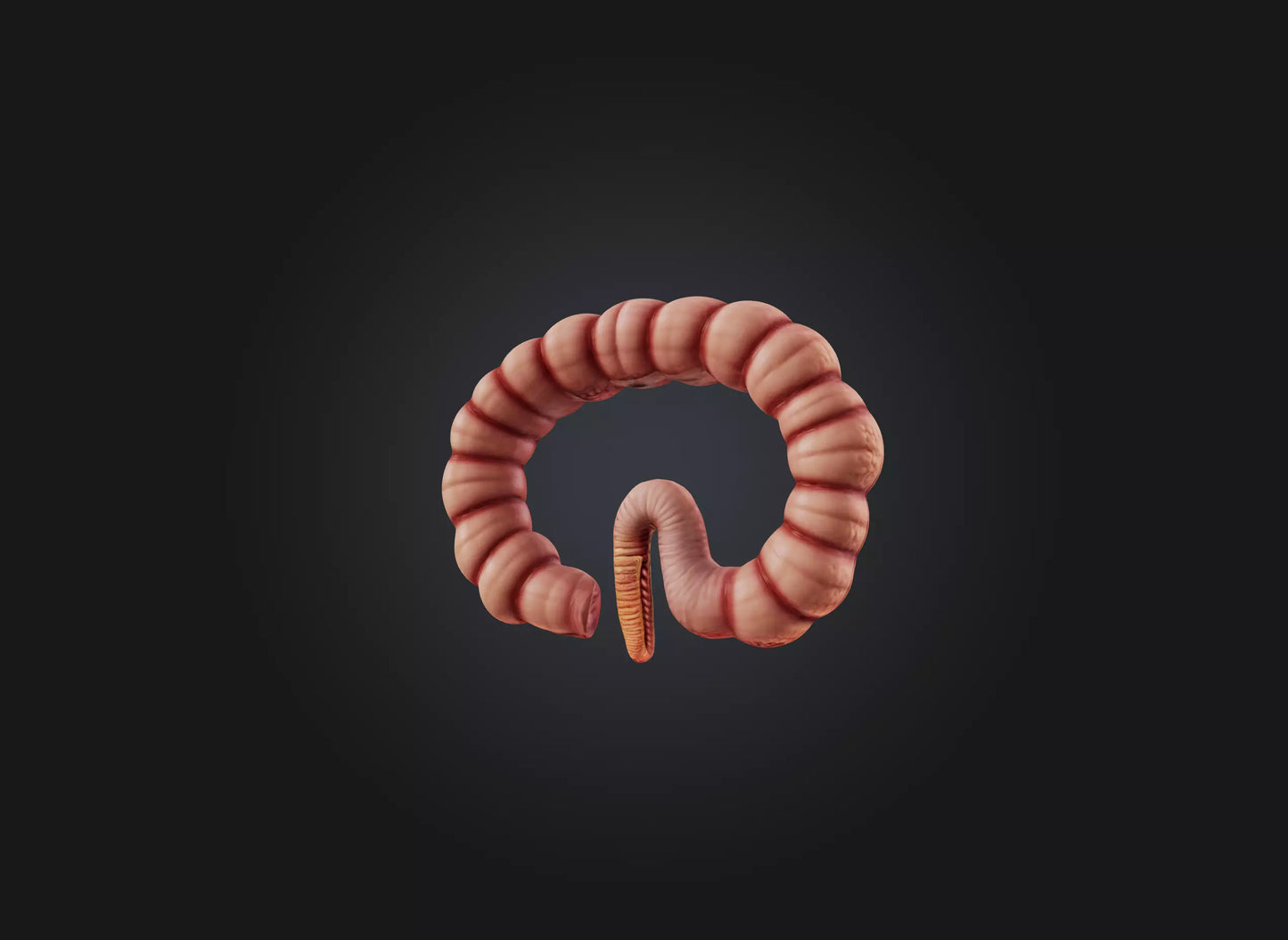 3D model small intestine VR / AR / low-poly