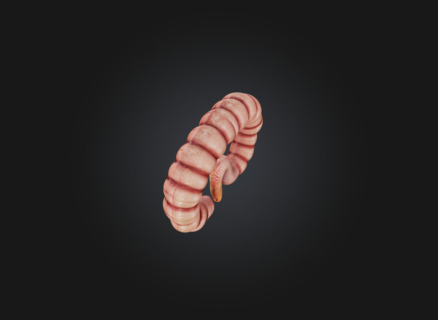 3D model small intestine VR / AR / low-poly