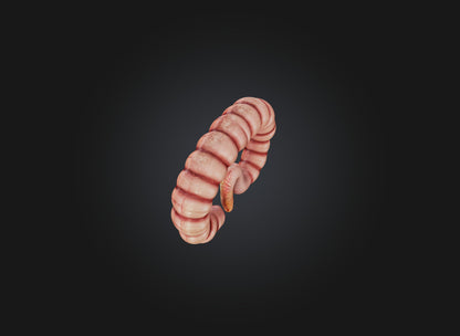 3D model small intestine VR / AR / low-poly