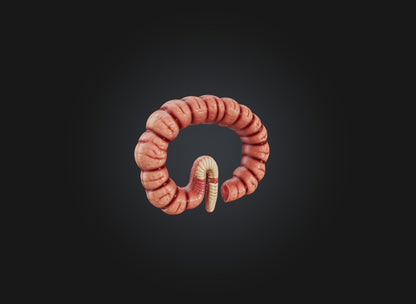 3D model small intestine VR / AR / low-poly
