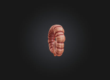 3D model small intestine VR / AR / low-poly