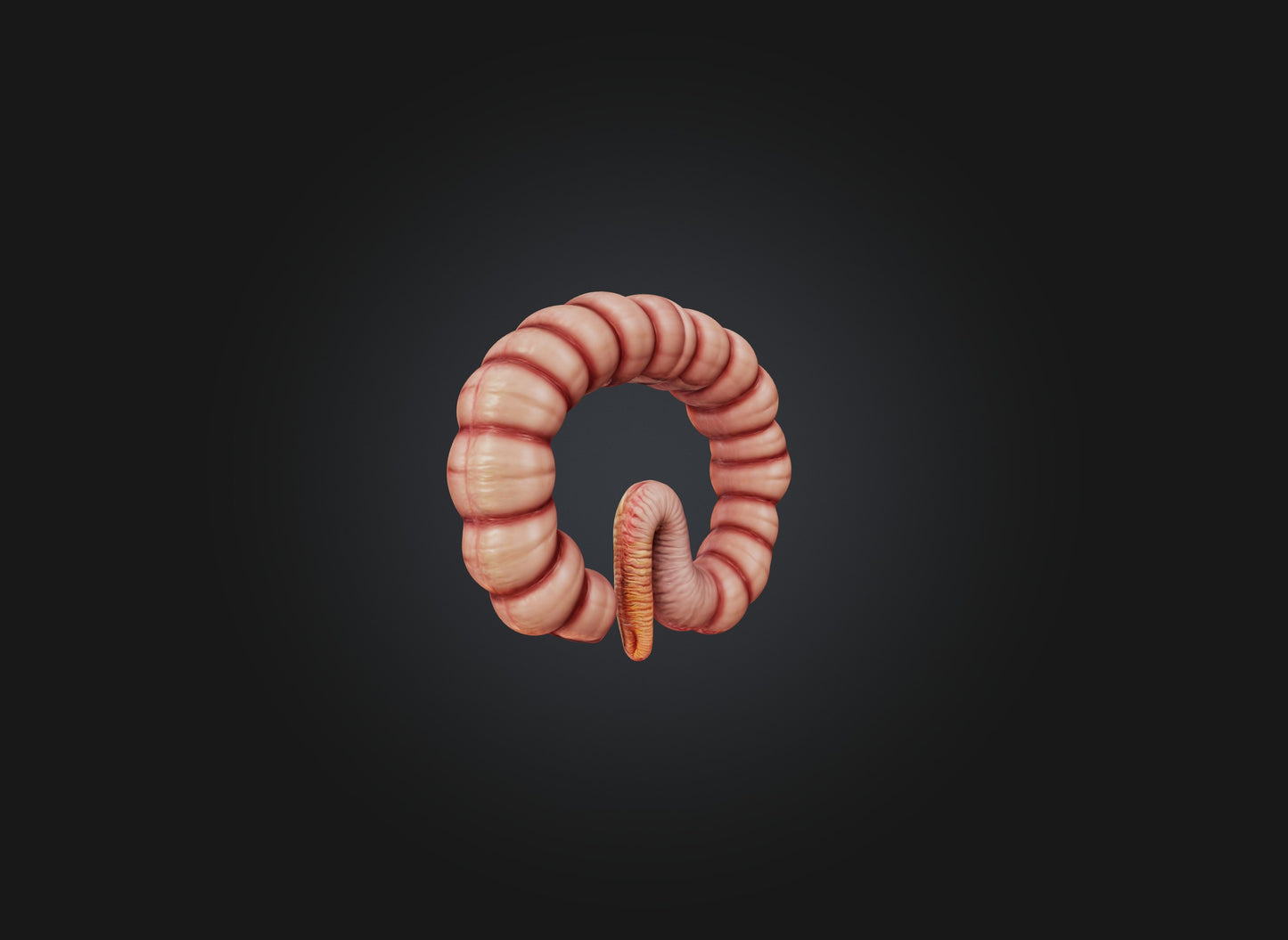 3D model small intestine VR / AR / low-poly
