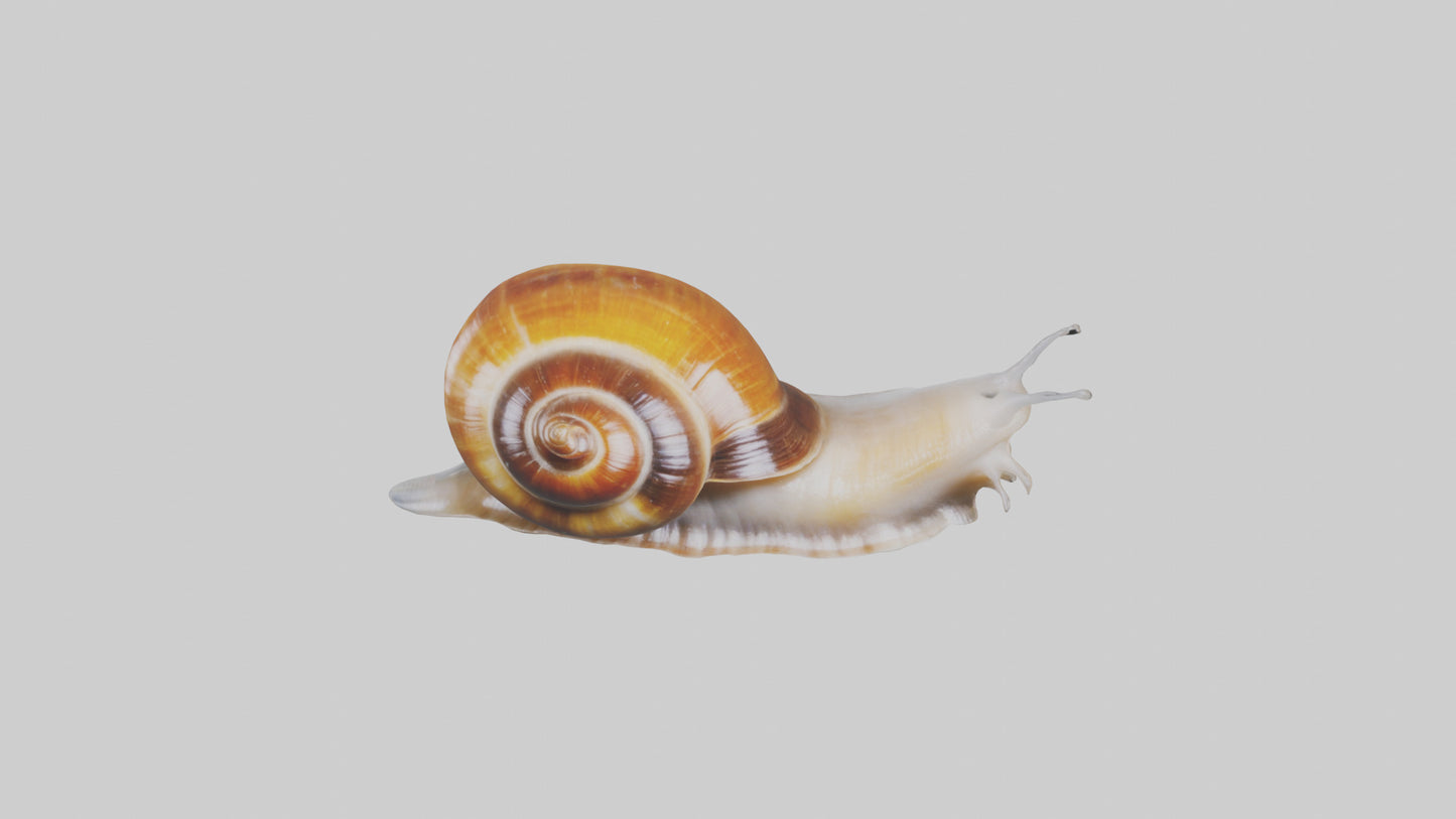 Snack Bowl model 3D model