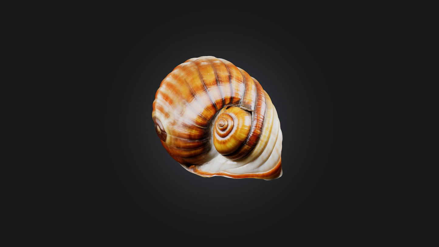 3D model Snail Shell Model VR / AR / low-poly