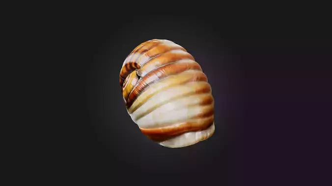 3D model Snail Shell Model VR / AR / low-poly