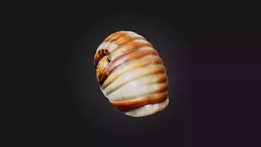 3D model Snail Shell Model VR / AR / low-poly