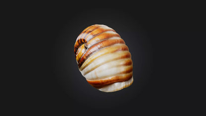 3D model Snail Shell Model VR / AR / low-poly