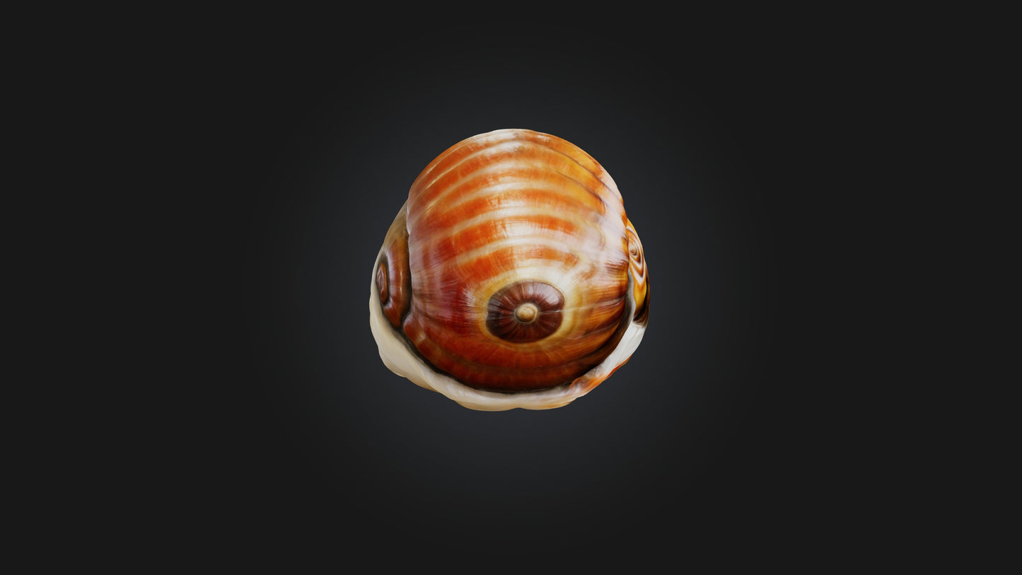 3D model Snail Shell Model VR / AR / low-poly