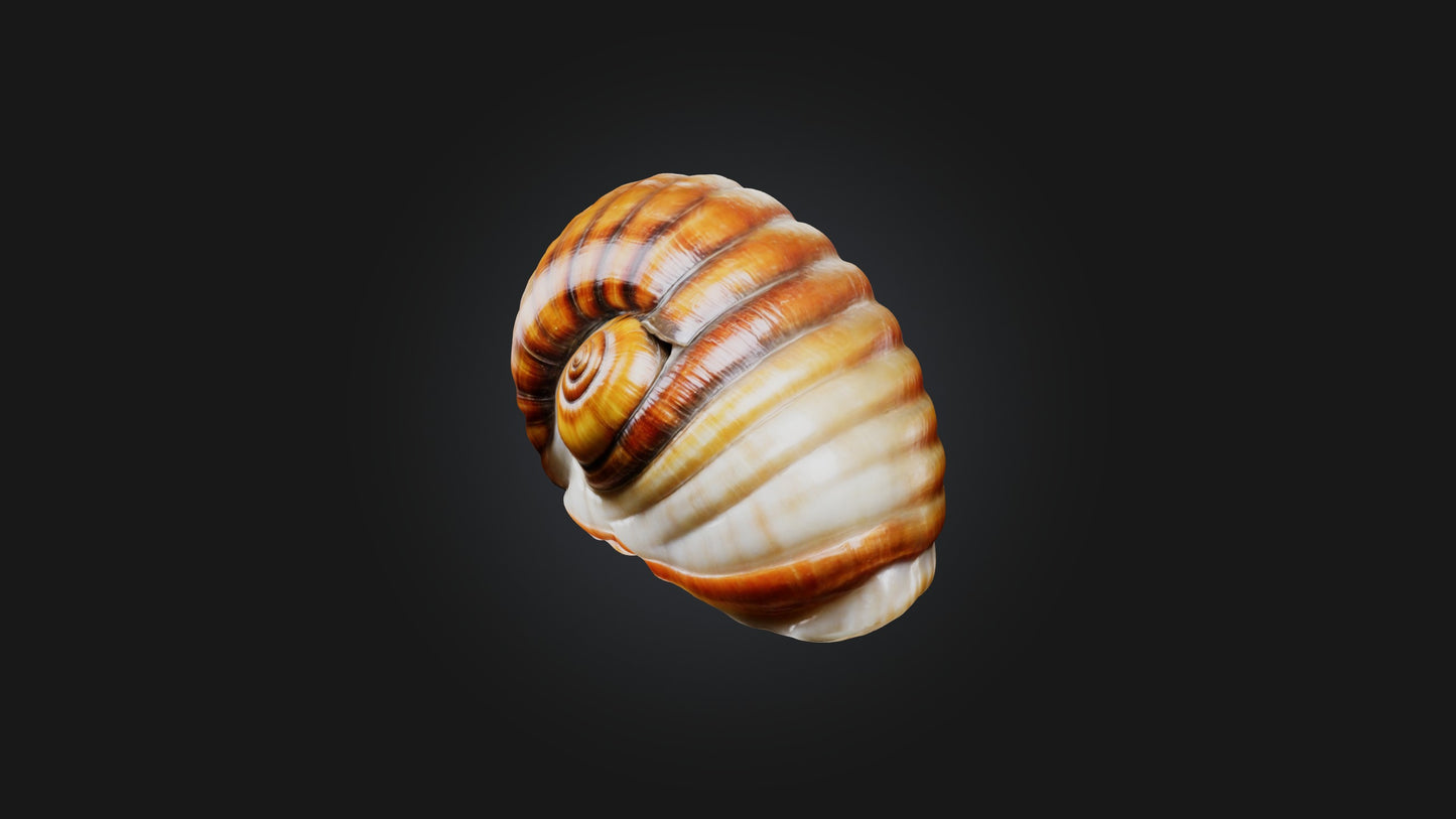 3D model Snail Shell Model VR / AR / low-poly