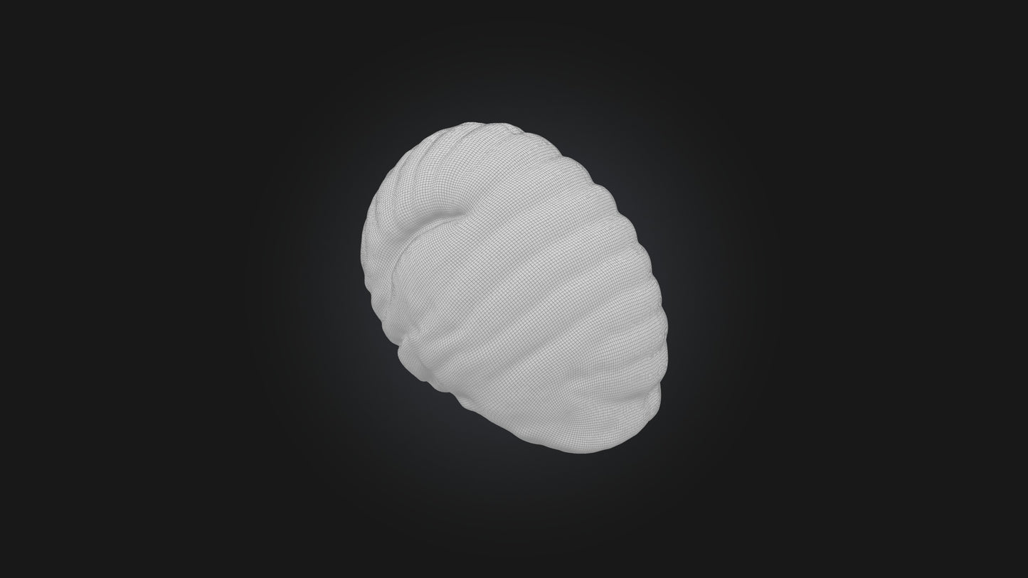 3D model Snail Shell Model VR / AR / low-poly
