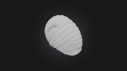 3D model Snail Shell Model VR / AR / low-poly