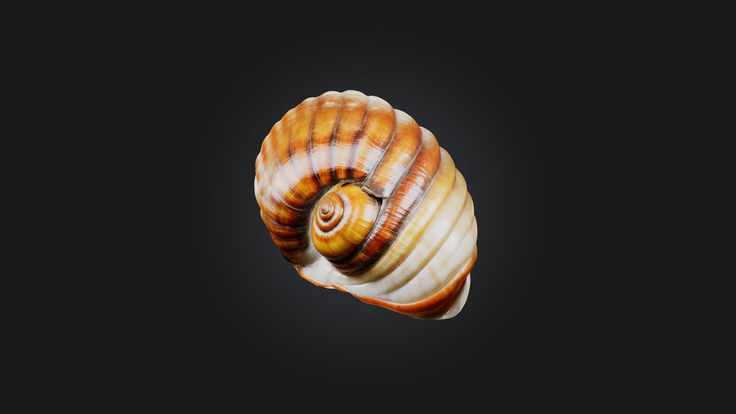 3D model Snail Shell Model VR / AR / low-poly