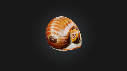 3D model Snail Shell Model VR / AR / low-poly