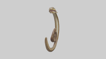 Snake Digestive System 3D model