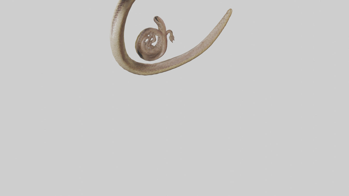 Snake Digestive System 3D model