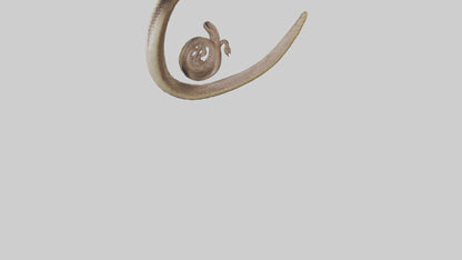 Snake Digestive System 3D model