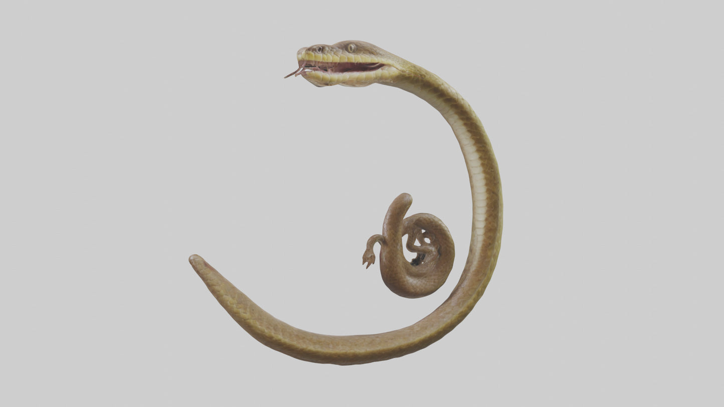 Snake Digestive System 3D model