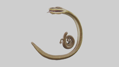 Snake Digestive System 3D model