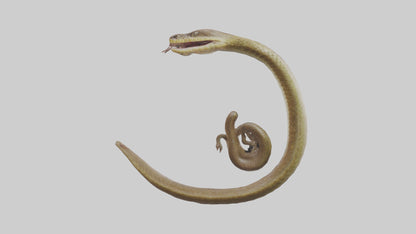 Snake Digestive System 3D model